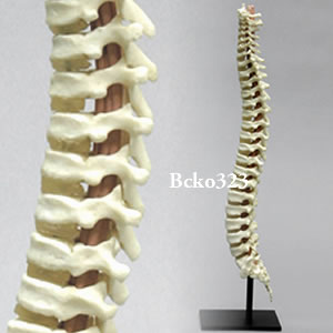5才児の可動型脊柱模型 BCKO323 Bone Clones ボーンクローン