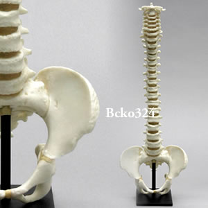 5才児の可動型脊柱模型（骨盤付き） BCKO324 Bone Clones ボーンクローン