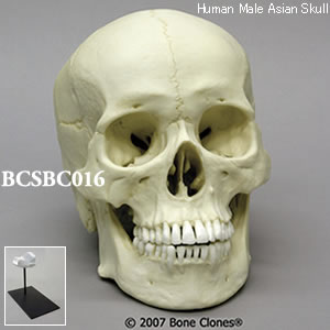 BCSBC016 アジア人男性頭蓋骨模型スタンド付