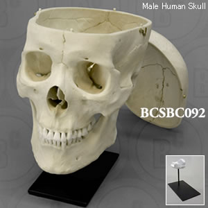 BCSBC092 アジア人男性頭蓋骨模型・3分解