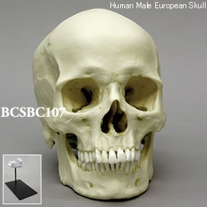 BCSBC107 ヨーロッパ人男性頭蓋骨模型