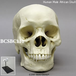 BCSBC110 アフリカ人男性頭蓋骨模型