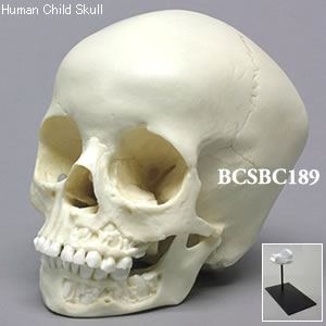 BCSBC189 小児頭蓋骨模型　5才・顎開放離型