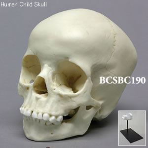 BCSBC190 小児頭蓋骨模型　5才