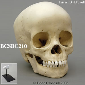 BCSBC210 小児頭蓋骨模型　3才