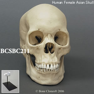 BCSBC211 アジア人女性頭蓋骨模型
