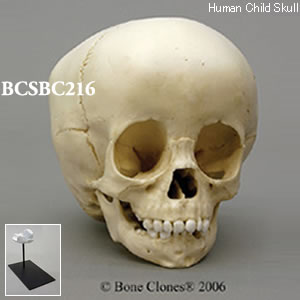 BCSBC216 小児頭蓋骨模型　1．5才