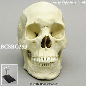 BCSBC253 アジア人男性頭蓋骨模型