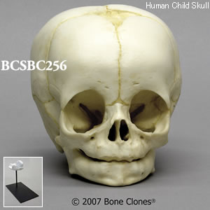 BCSBC256 乳児頭蓋骨模型 4ヶ月（スタンド付）｜精密頭蓋骨模型