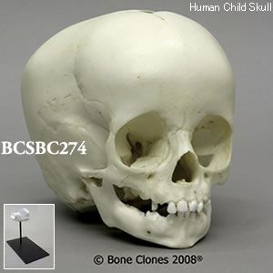 BCSBC274 小児頭蓋骨模型　1才