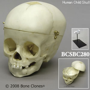 BCSBC280 小児頭蓋骨模型　1才・頭蓋冠分離型