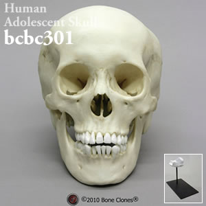 頭蓋骨模型（推定15から18才） BCSBC301