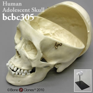 頭蓋骨模型・頭蓋冠分離型（推定15から18才） BCSBC305