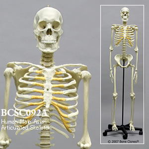 BCSC092A アジア人男性全身骨格模型