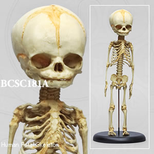 BCSC181A 胎児全身骨格模型