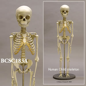 sc1a 小児全身骨格模型 5才 小児骨格模型