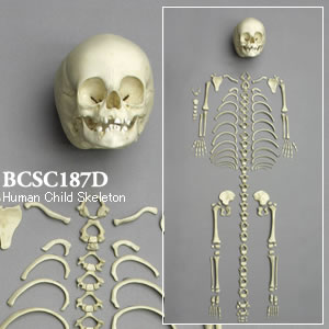 BCSC187D 小児全身骨格模型　14ヶ月・分離型