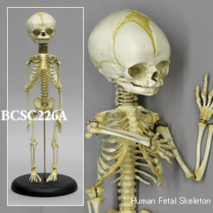 BCSC226A 胎児全身骨格模型　32週・Flexible