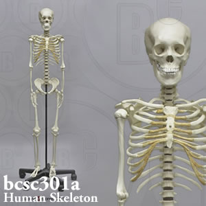 B1473 人体模型 等身大！170cm 神経根有り 全身骨格模型 骨格標本