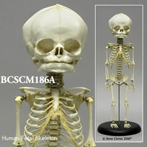 BCSCM186A 胎児全身骨格模型　40週