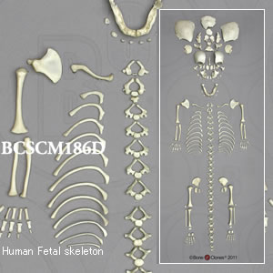 BCSCM186D 胎児全身骨格模型　40週・分離型