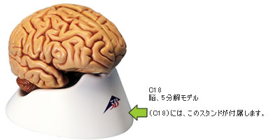C18　脳5分解模型にはスタンドが付属