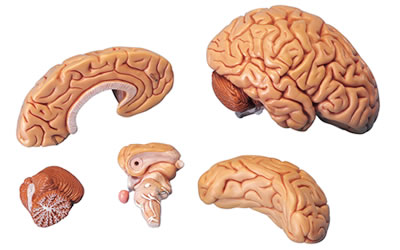 C18　脳5分解模型、分解の様子