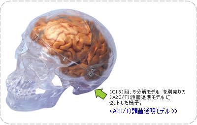 C18　脳5分解模型を別売りの頭蓋骨にセット