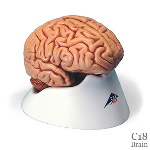 人体の脳模型-5分解模型
