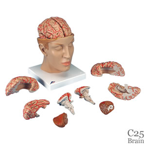 頭部、9分解モデル、動脈、頭蓋底付C25