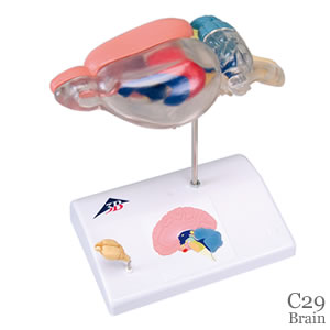 C29 脳の解剖模型　ラットの脳比較解剖模型