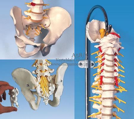 脊柱可動型模型、延髄、馬尾付
