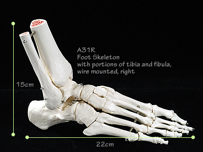 A31　足の骨模型、脛骨・腓骨付、ワイヤーつなぎ