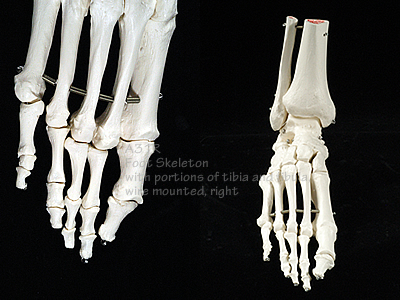 A31 足の骨模型、脛骨・腓骨付、ワイヤーつなぎ