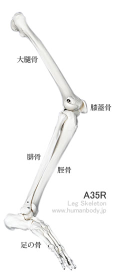 A35　自由下肢骨模型