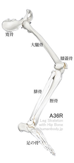 A36下肢骨模型、左寛骨付