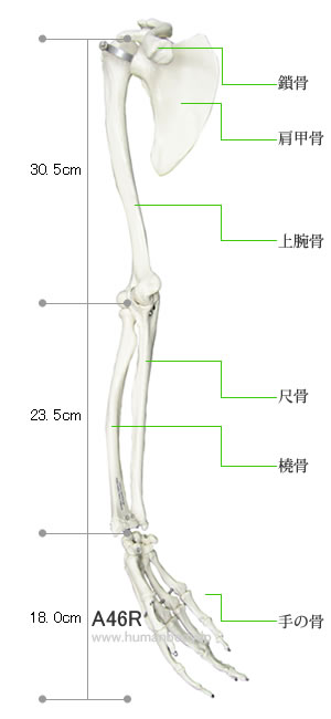 上肢帯付きの上腕骨模型のサイズ