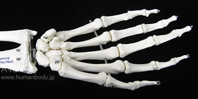 上肢帯付きの上腕骨模型の手の骨