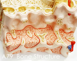 骨の構造模型・80倍大