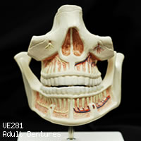 VE281 成人歯列模型の正面
