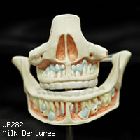 VE282　乳歯歯列模型、正面