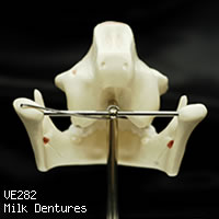 VE282　乳歯歯列模型、背面