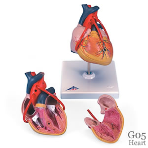 心臓模型、バイパス付・2分解 G05
