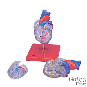 心臓、透明型・2分解模型、刺激伝導系付