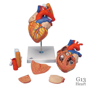 心臓模型、2倍大・5分解、食道・気管・大動脈付