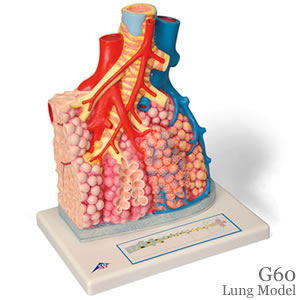 肺胞模型 G60