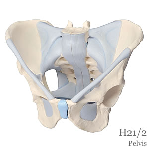 男性骨盤 靭帯付、2分解モデル H21/2