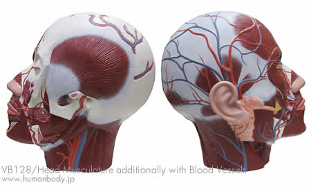 頭・頚部の筋肉模型、血管付VB128の側面