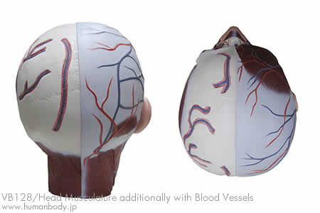 頭・頚部の筋肉模型、血管付VB128の背面と頭頂部