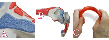 肘関節模型A883の特徴